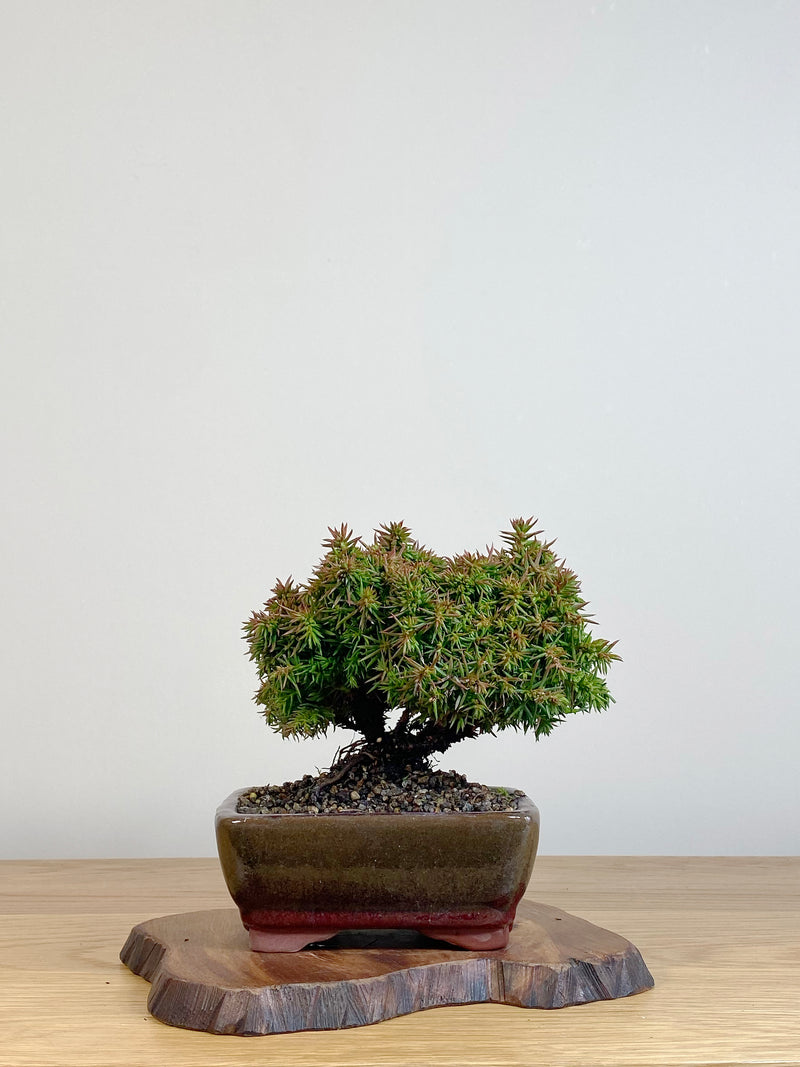 JAPANESE CEDAR (JC2106005)