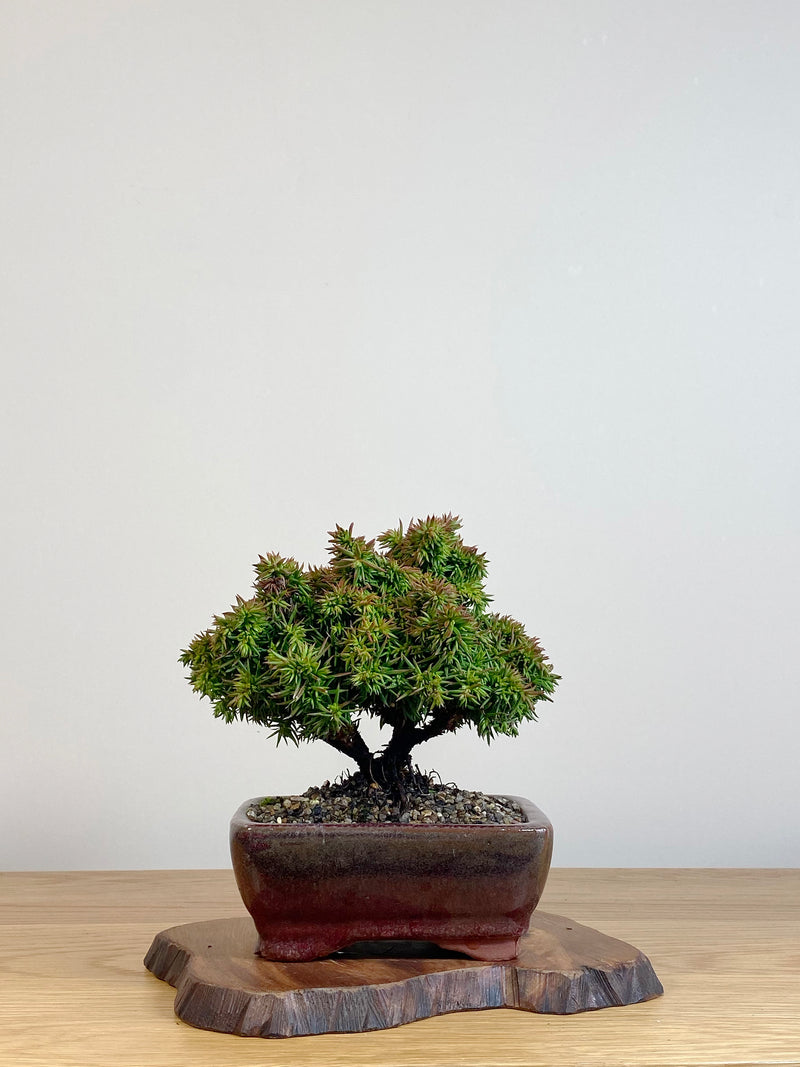 JAPANESE CEDAR (JC2106007)