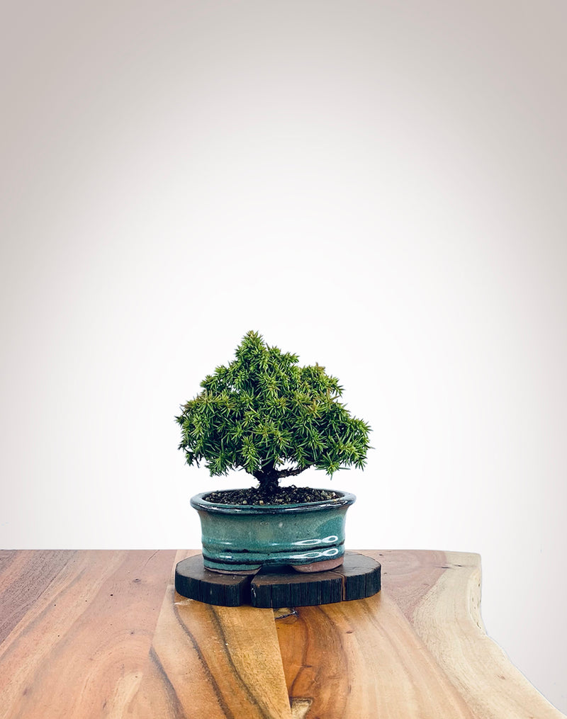 Japanese Cedar (JC2110016)