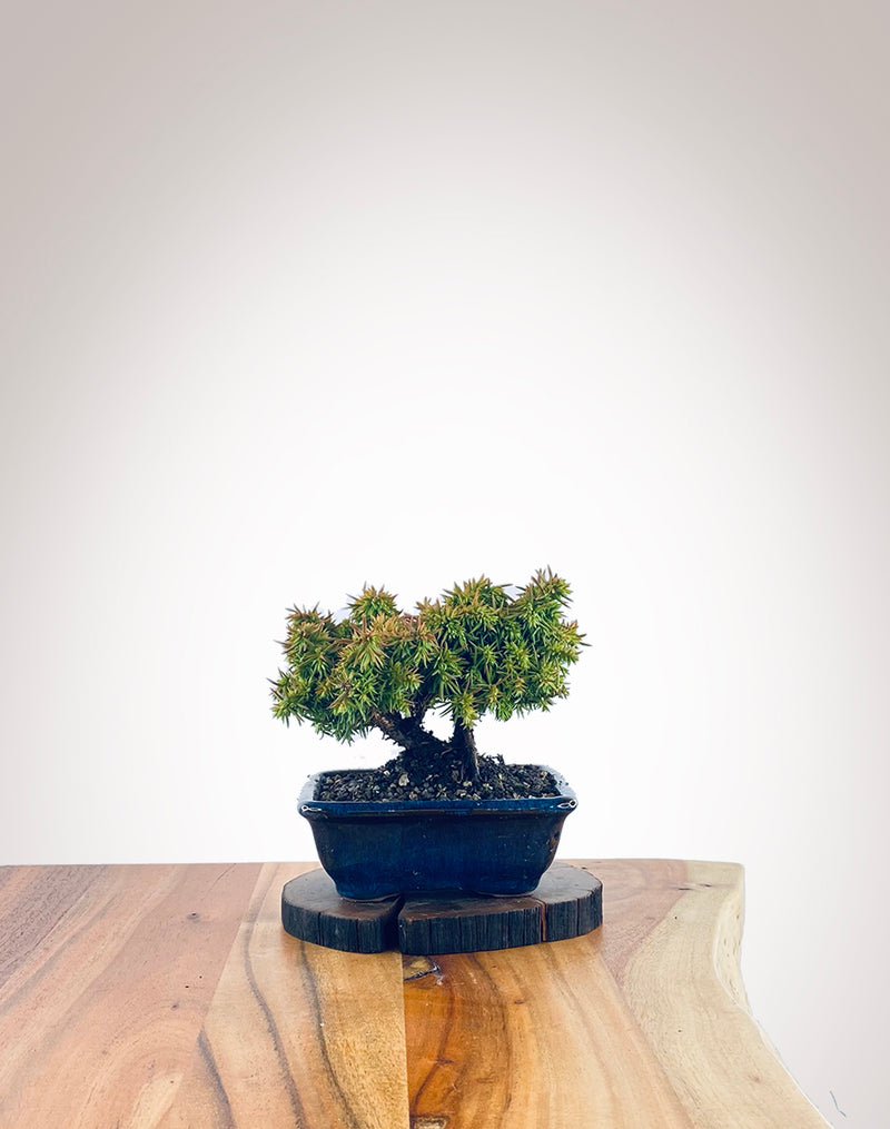 Japanese Cedar (JC2111002)