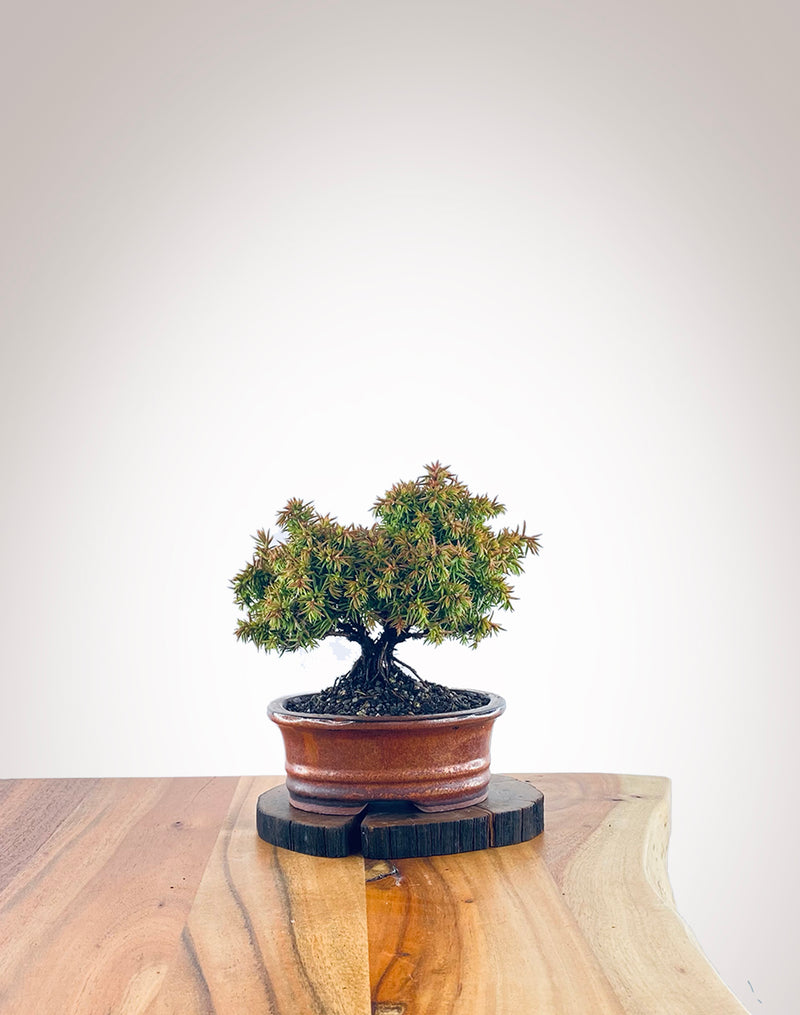 Japanese Cedar (JC2111004)
