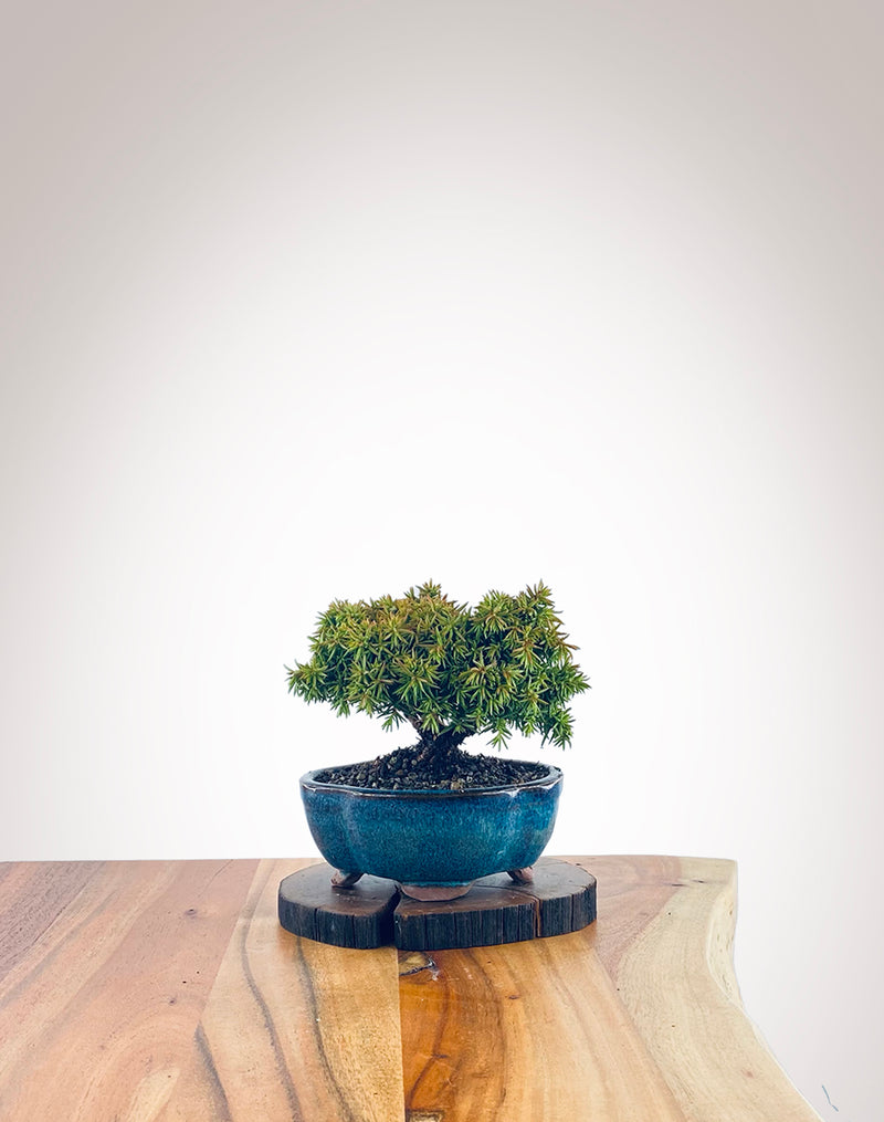 Japanese Cedar (JC2111005)