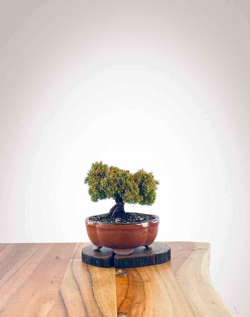 Japanese Cedar (JC2111006)