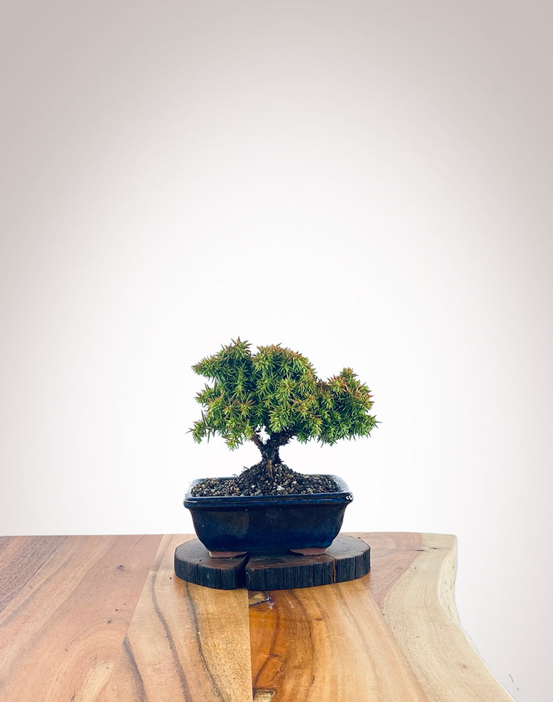Japanese Cedar (JC2111008)