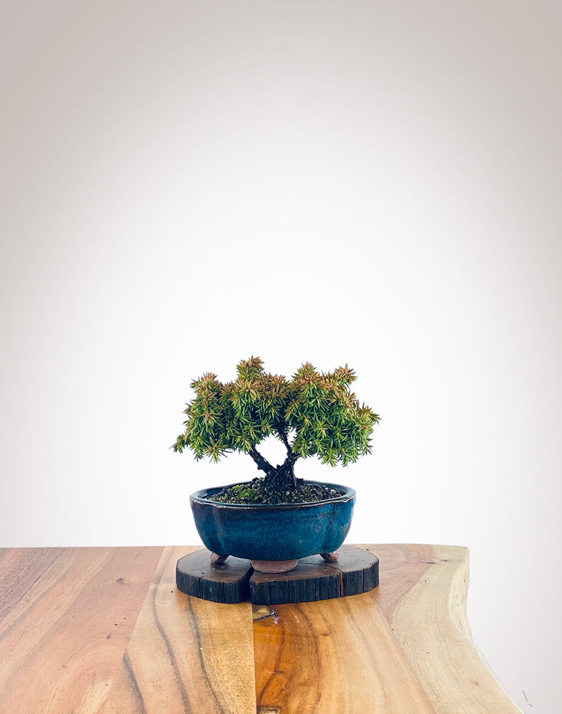 Japanese Cedar (JC2111009)