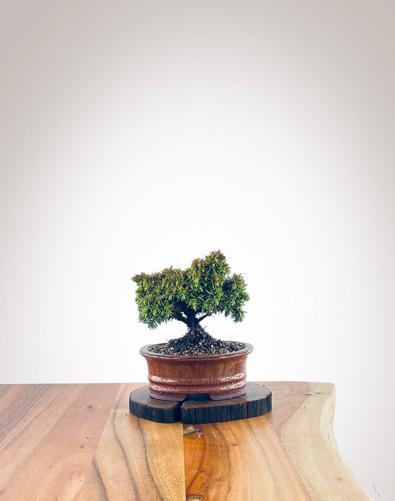 Japanese Cedar (JC2111010)