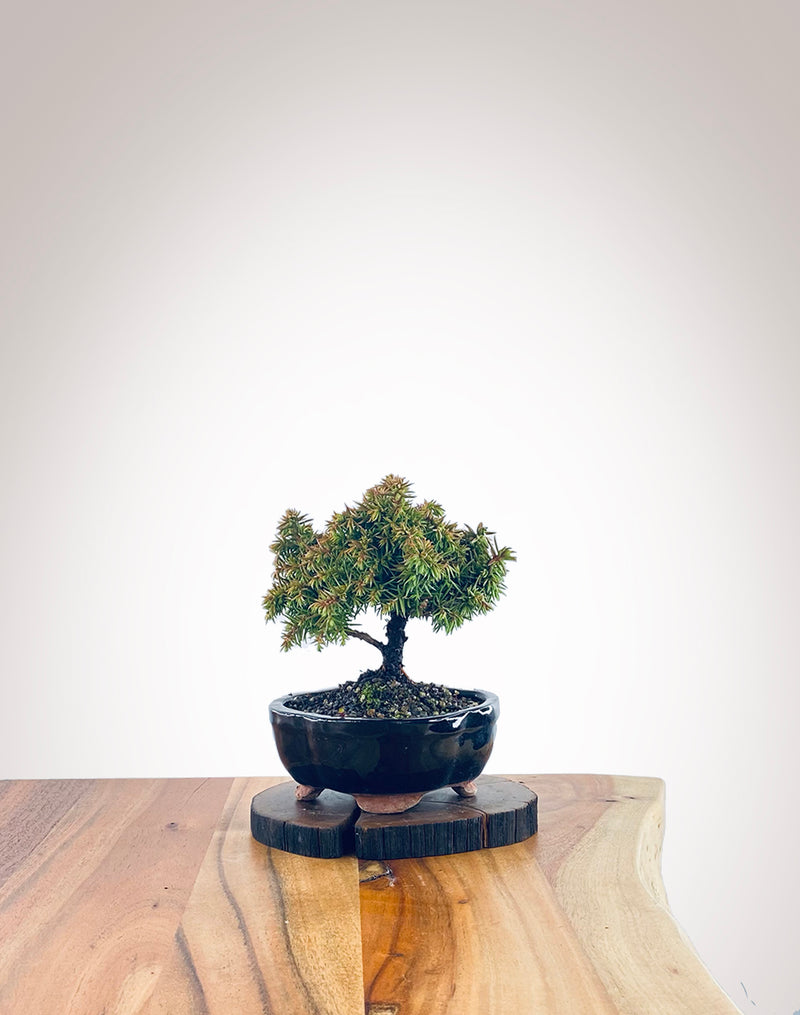 Japanese Cedar (JC2111013)