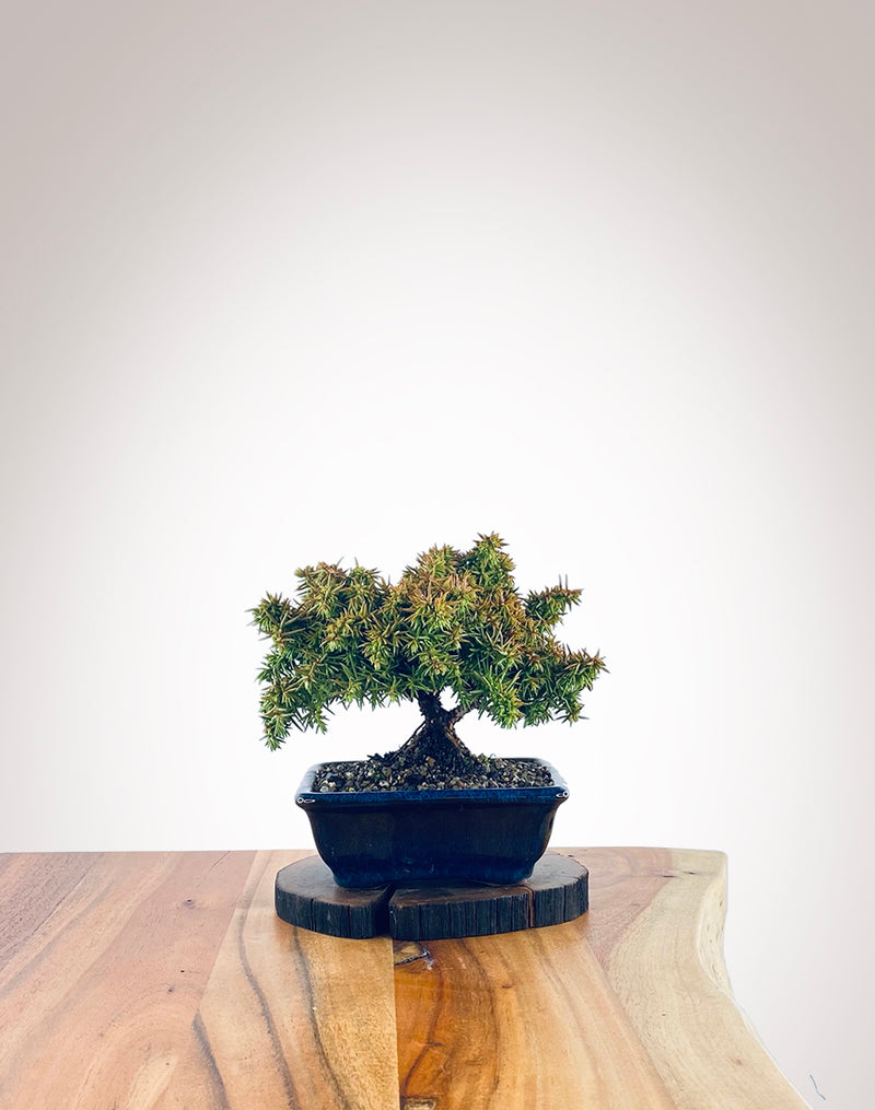 Japanese Cedar (JC2111014)