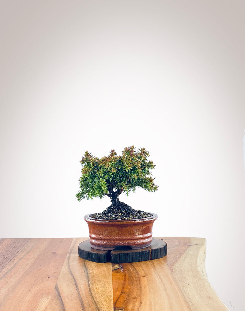 Japanese Cedar (JC2111015)