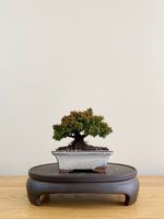 JAPANESE CEDAR (CD08001)