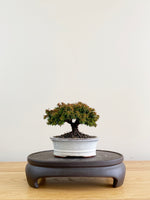 JAPANESE CEDAR (CD08004)