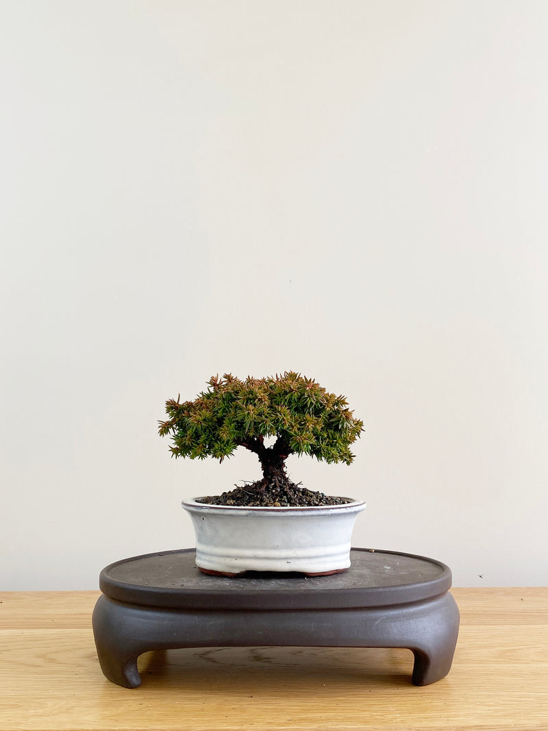 JAPANESE CEDAR (CD08004)