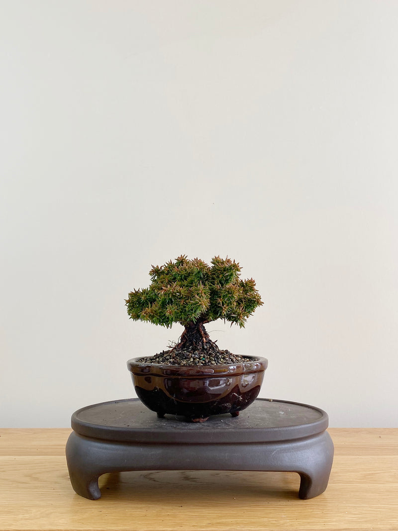 JAPANESE CEDAR (CD08005)