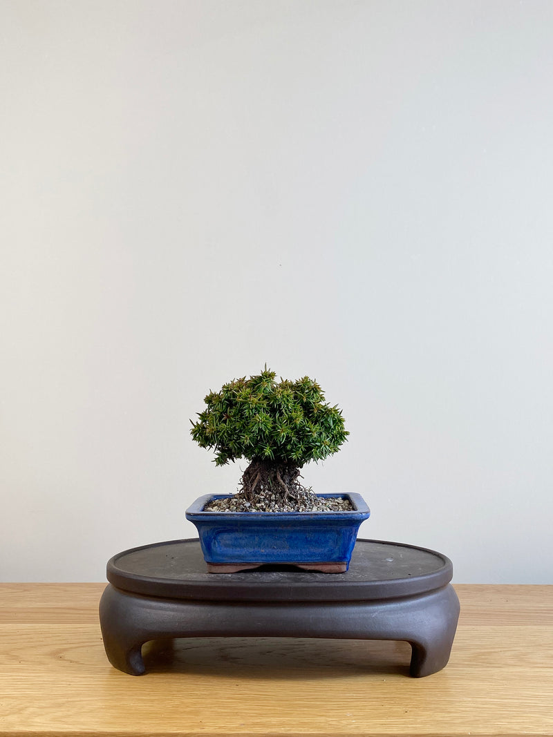 JAPANESE CEDAR (CD09001)