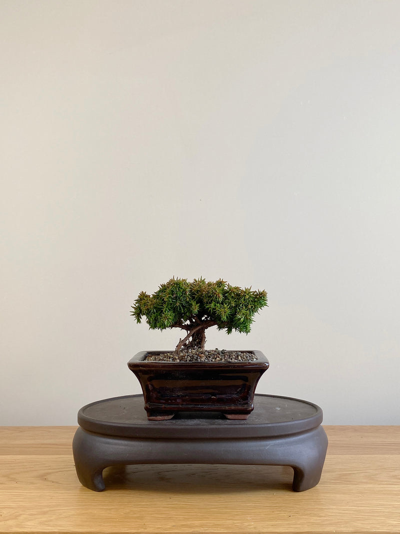 JAPANESE CEDAR (CD09002)