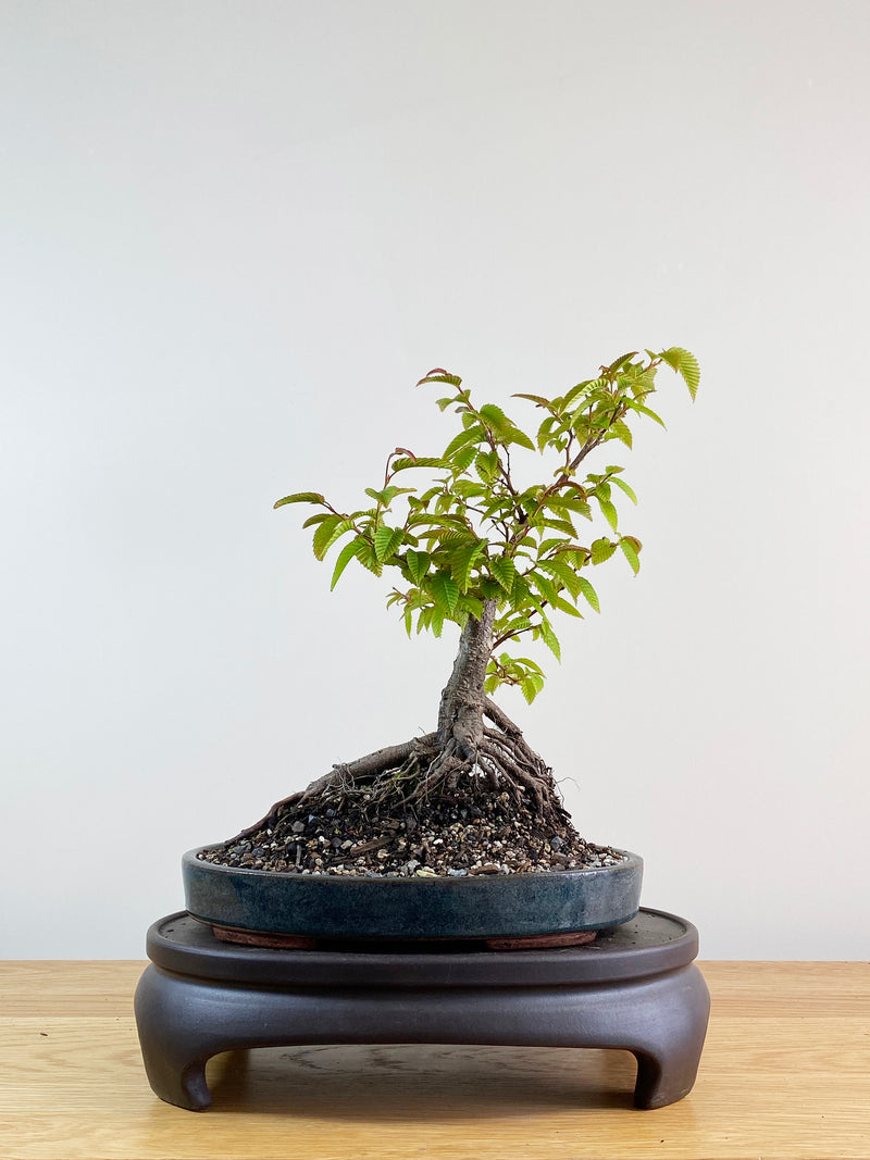 JAPANESE ELM (JE11001)