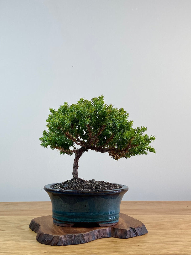 JAPANESE JUNIPER (JJ2101001)