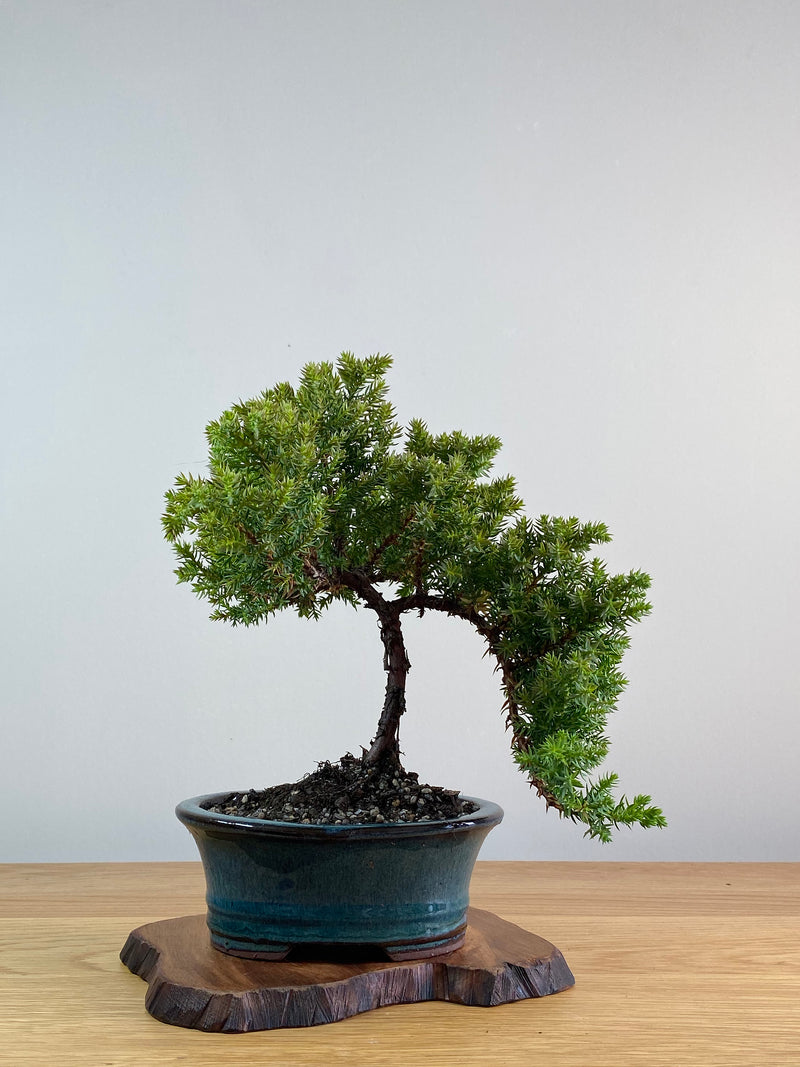 JAPANESE JUNIPER (JJ2101002)