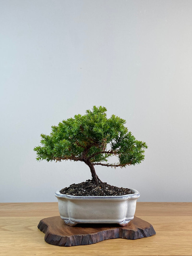 JAPANESE JUNIPER (JJ2101003)