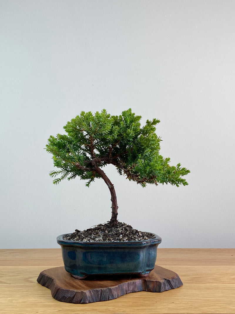 JAPANESE JUNIPER (JJ2101005)