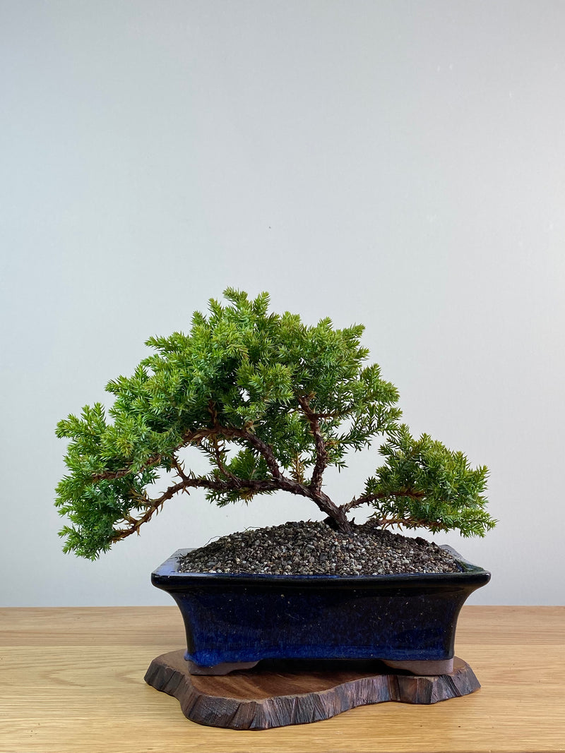 JAPANESE JUNIPER (JJ2101006)