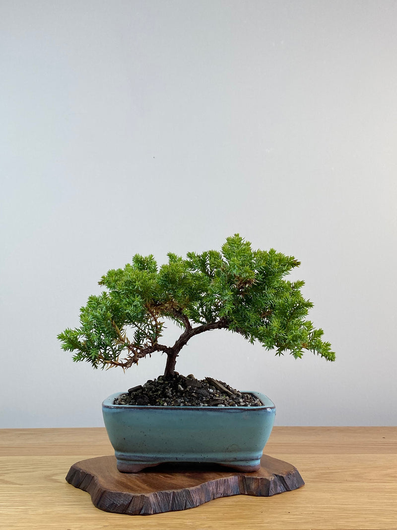 JAPANESE JUNIPER (JJ2101007)