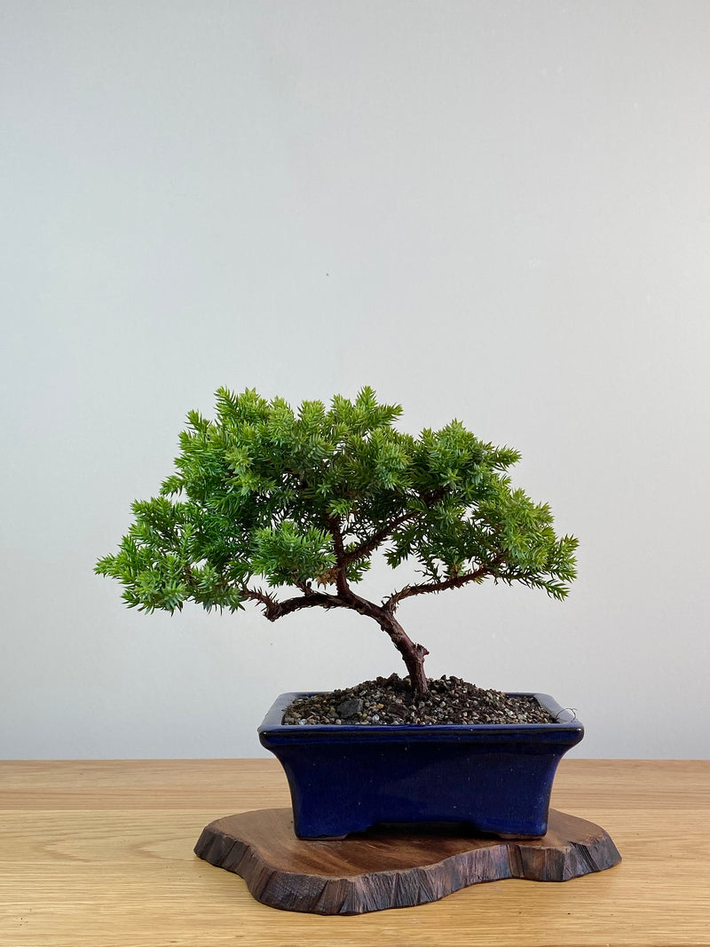 JAPANESE JUNIPER (JJ2101009)