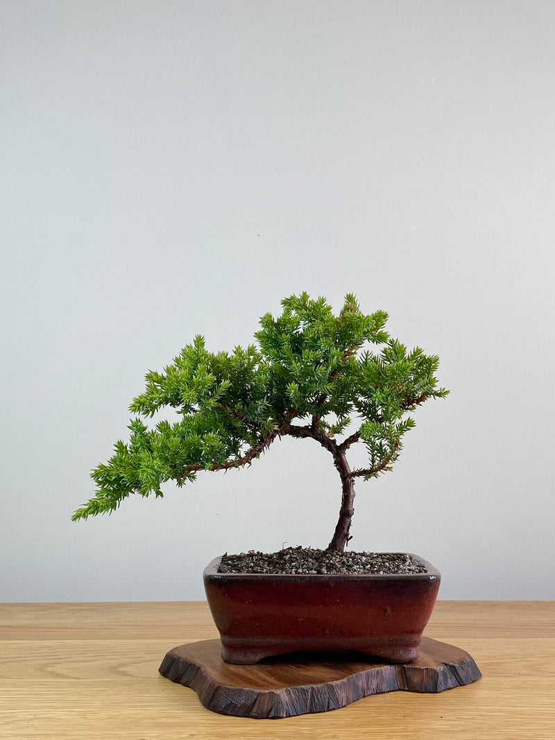 JAPANESE JUNIPER (JJ2101010)