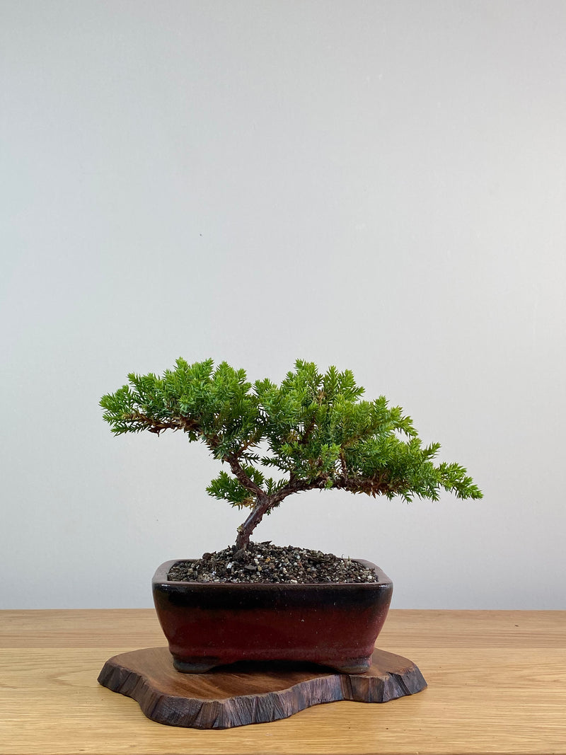 JAPANESE JUNIPER (JJ2101012)