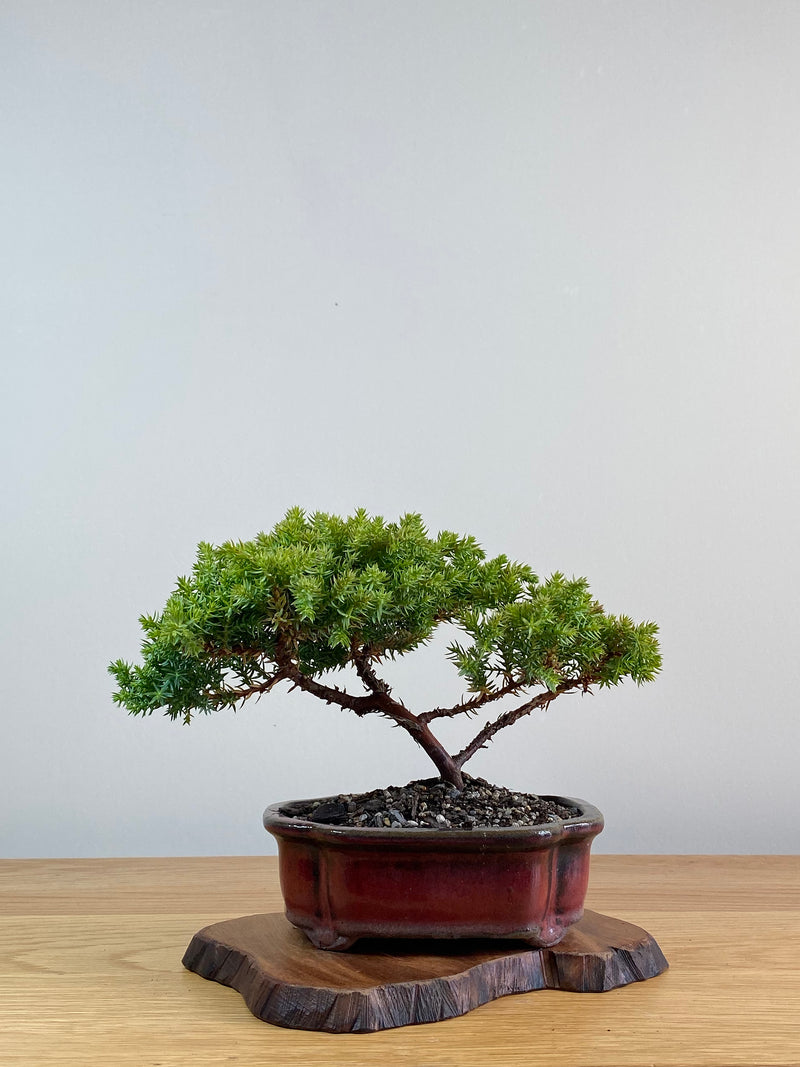 JAPANESE JUNIPER (JJ2101013)