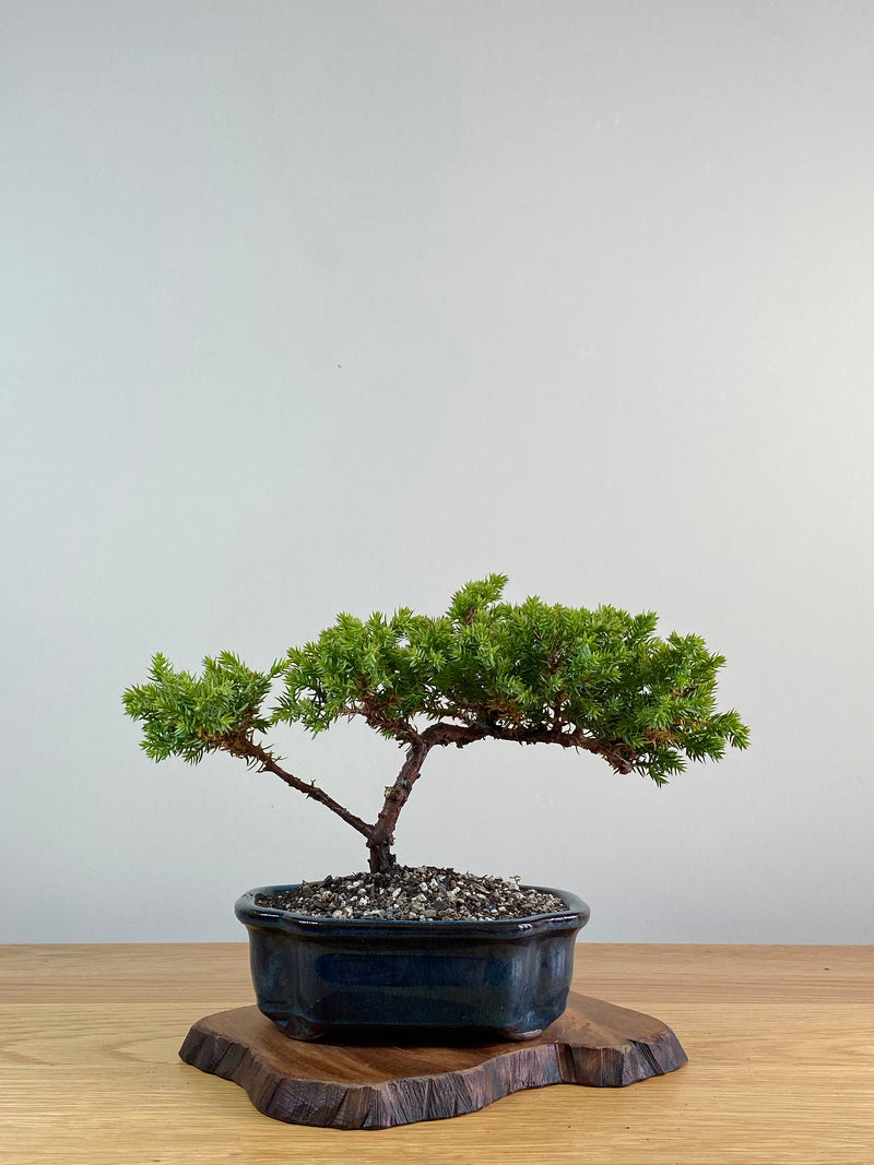 JAPANESE JUNIPER (JJ2101014)