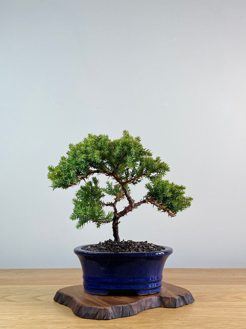 JAPANESE JUNIPER (JJ2101015)
