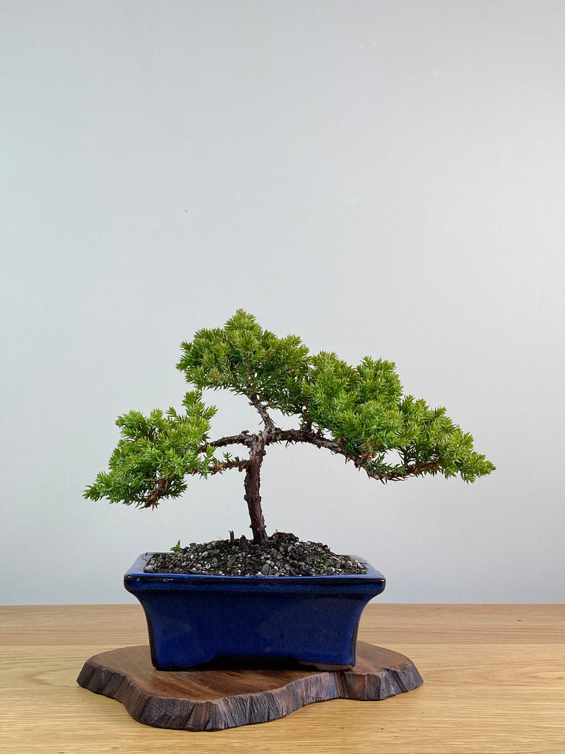 JAPANESE JUNIPER (JJ2101016)