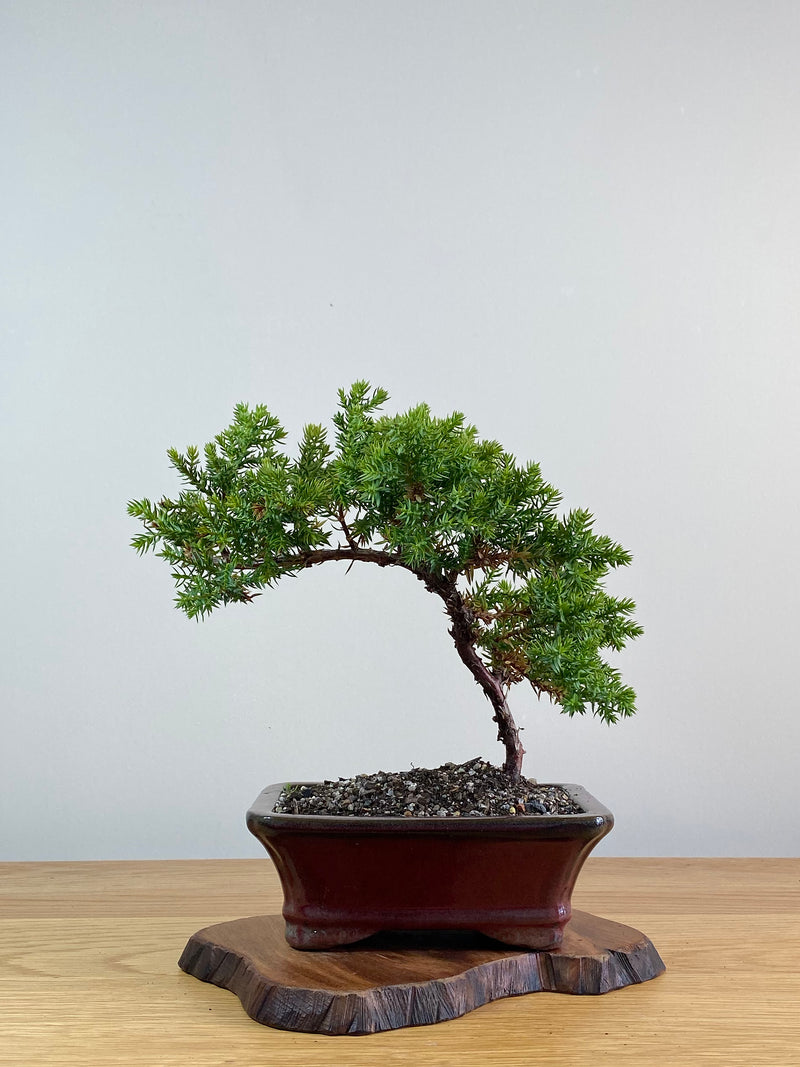 JAPANESE JUNIPER (JJ2101019)
