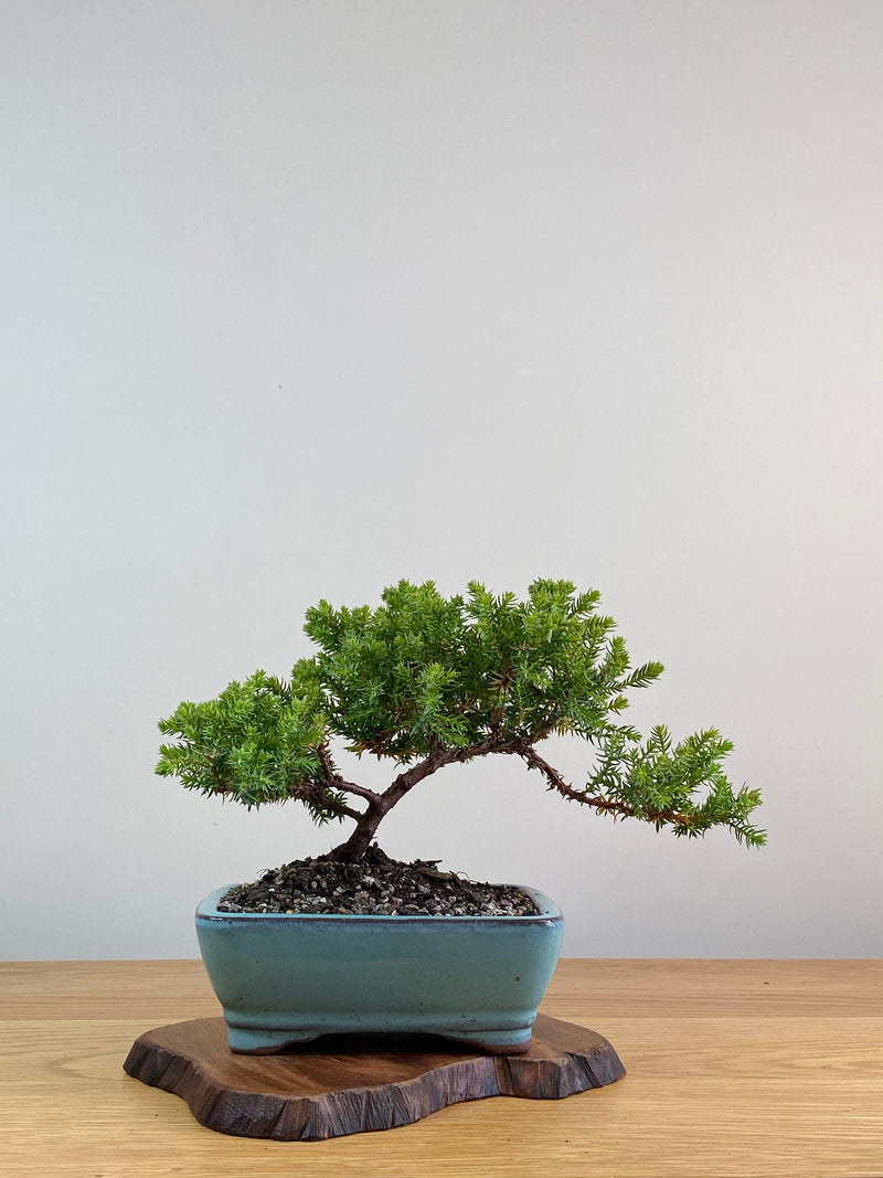 JAPANESE JUNIPER (JJ2101021)