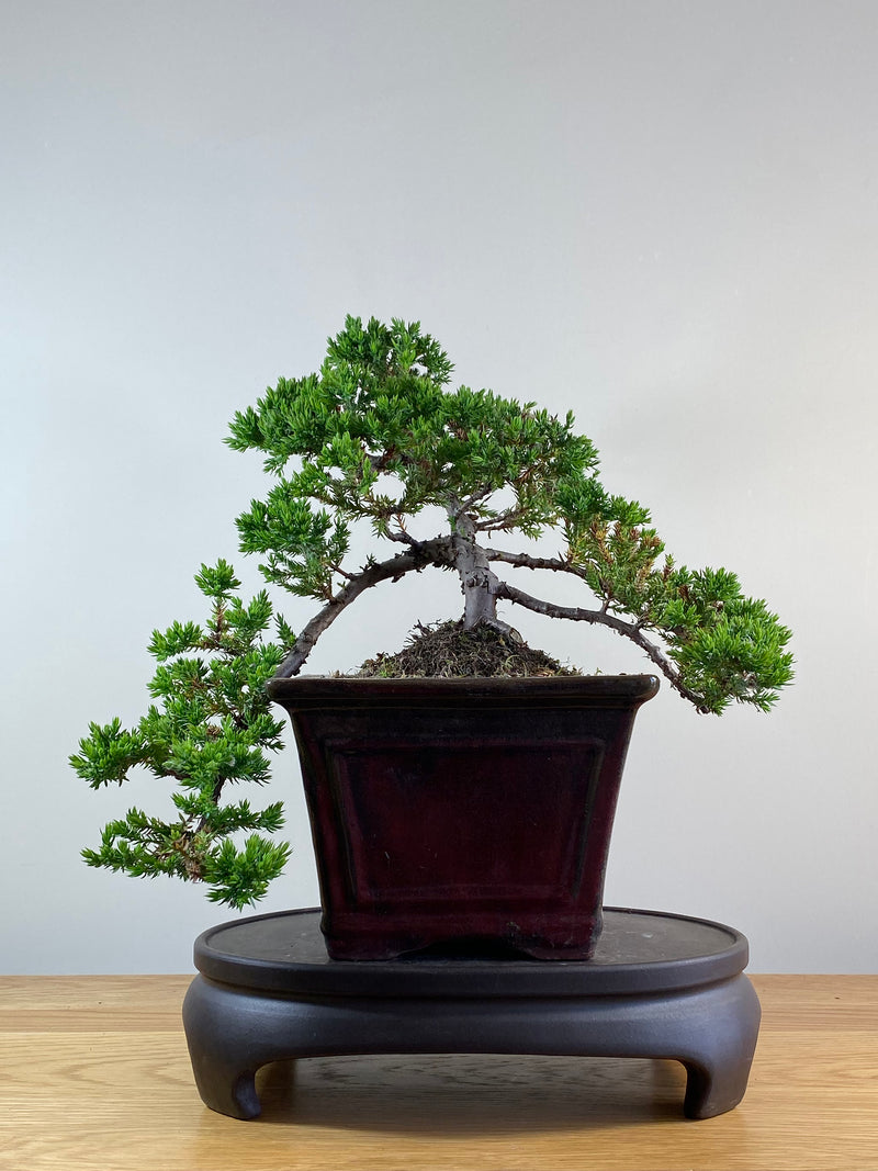 JAPANESE JUNIPER (JJ2101022)