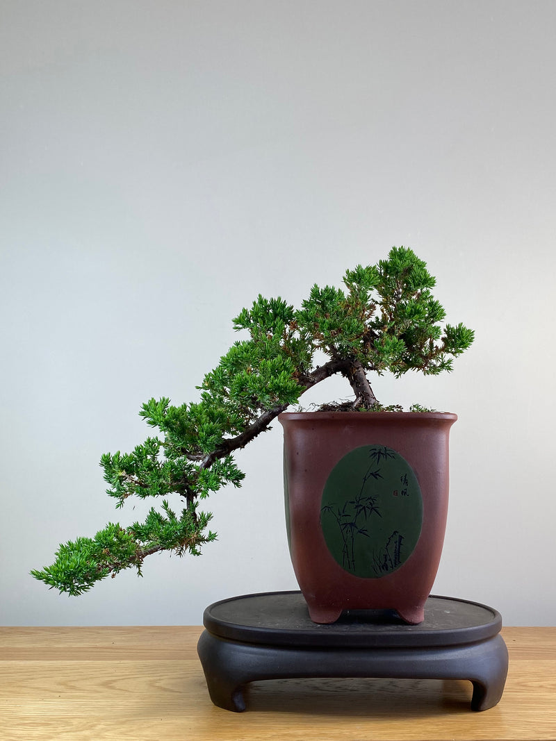 JAPANESE JUNIPER (JJ2101023)