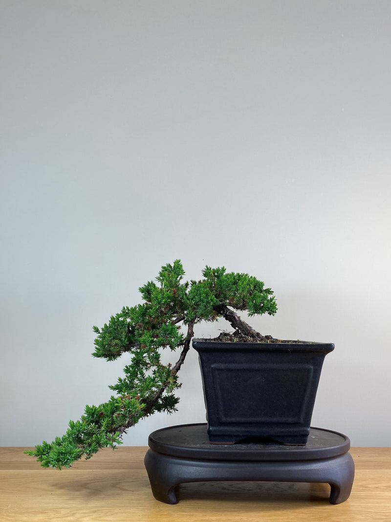 JAPANESE JUNIPER (JJ2101024)