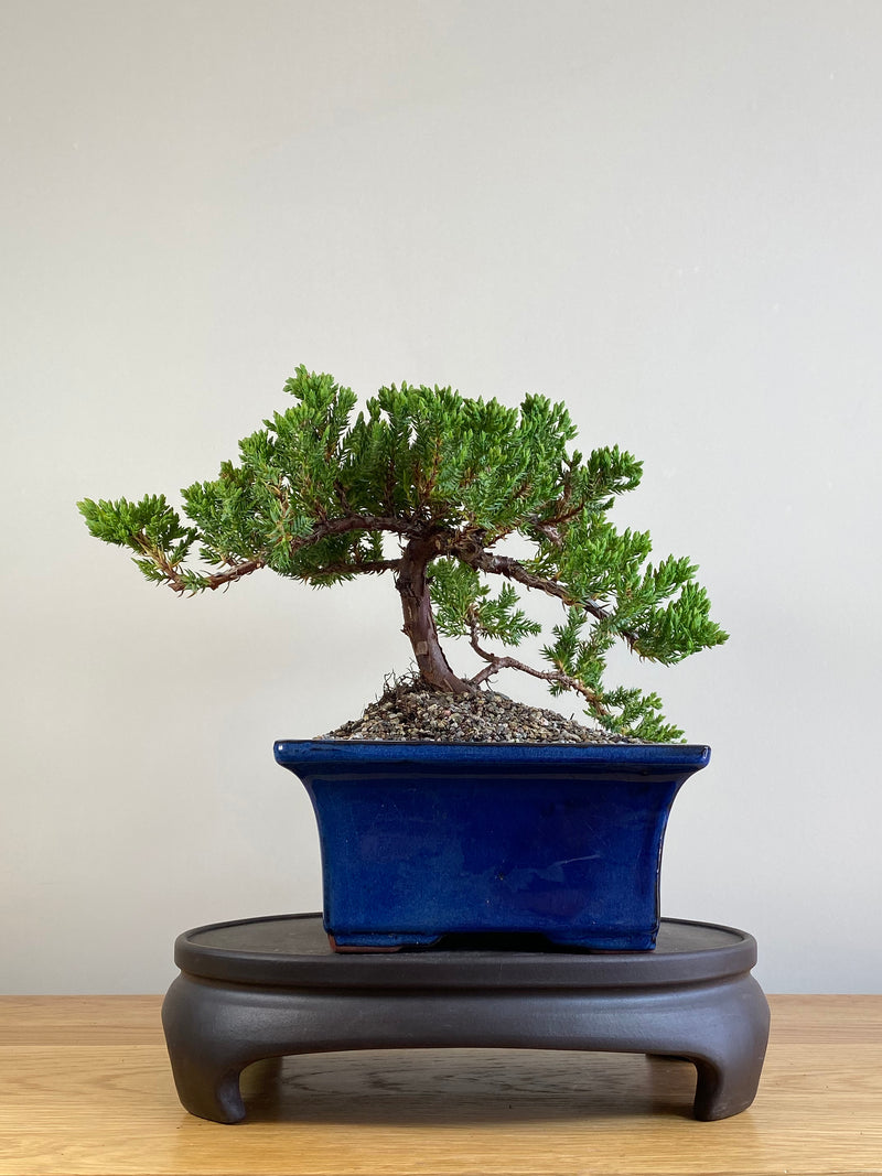 JAPANESE JUNIPER (JJ2101030)