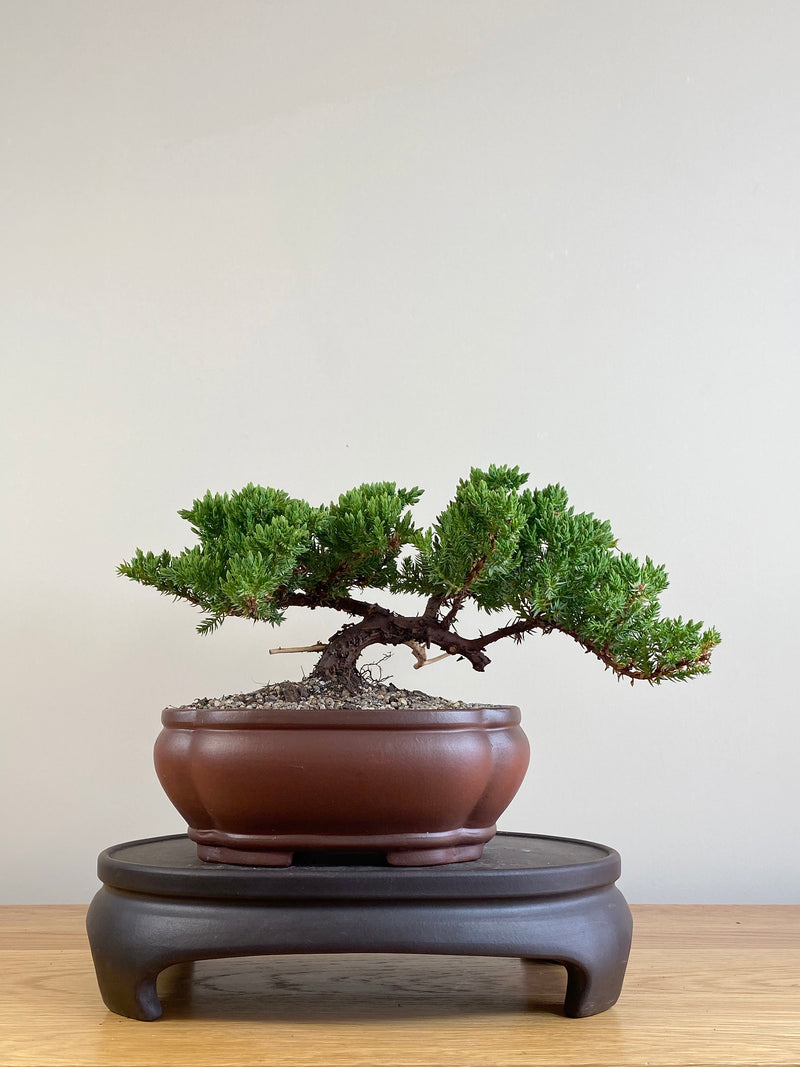 JAPANESE JUNIPER (JJ2101031)