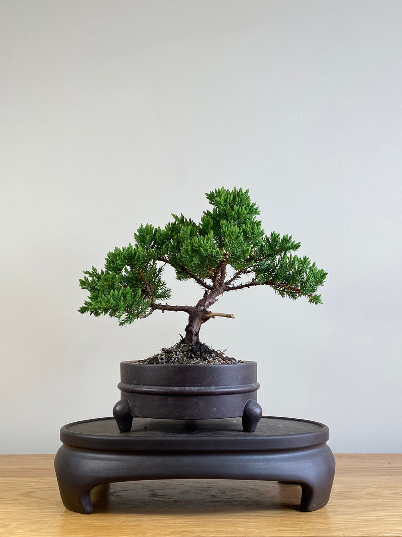 JAPANESE JUNIPER (JJ2101032)