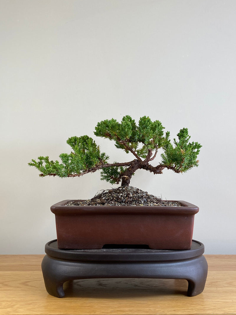 JAPANESE JUNIPER (JJ2101033)