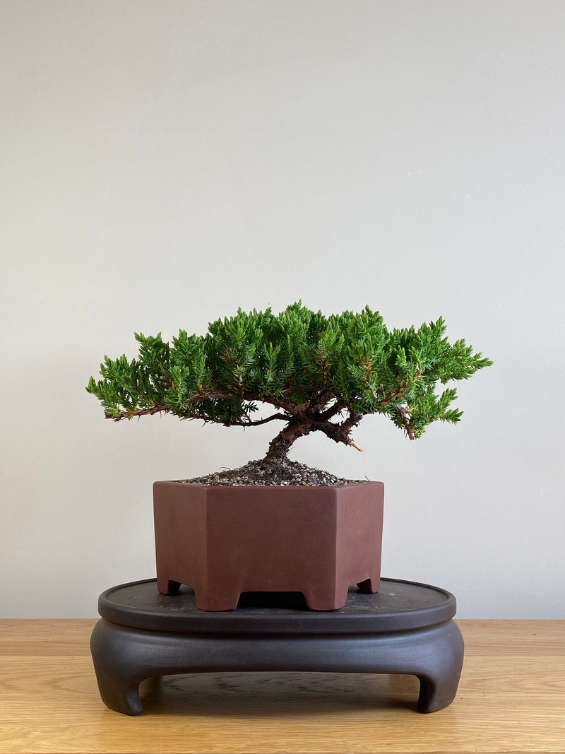 JAPANESE JUNIPER (JJ2101034)