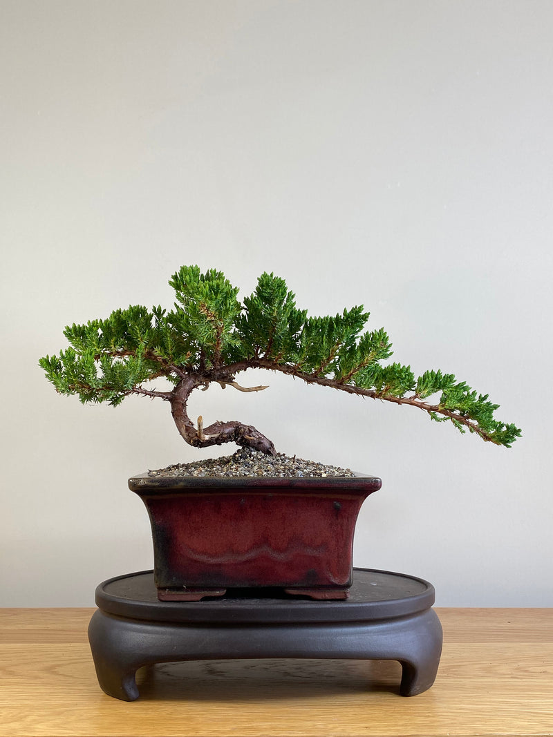 JAPANESE JUNIPER (JJ2101035)