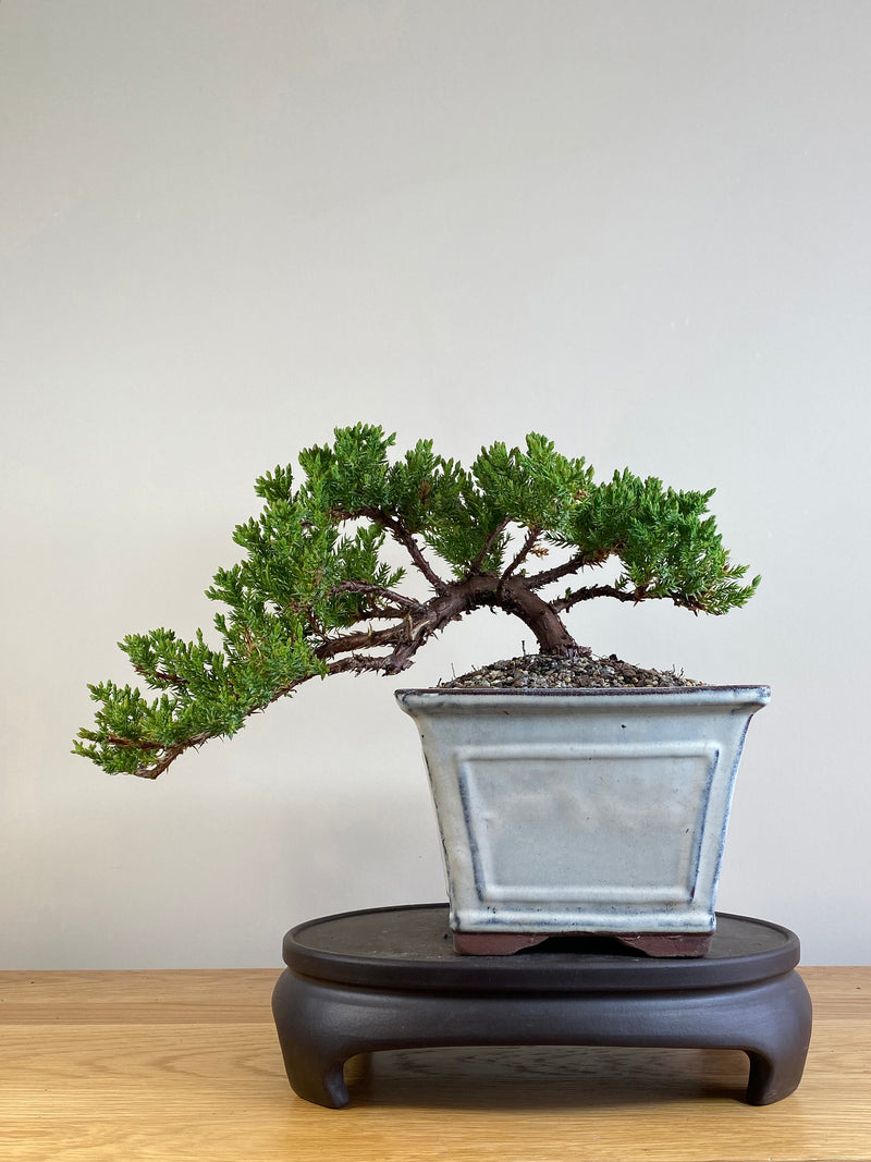 JAPANESE JUNIPER (JJ2101036)