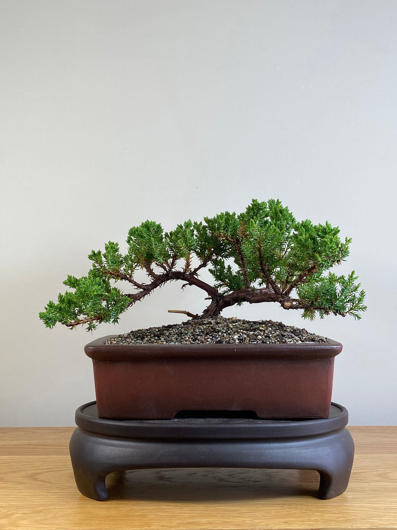JAPANESE JUNIPER (JJ2101037)