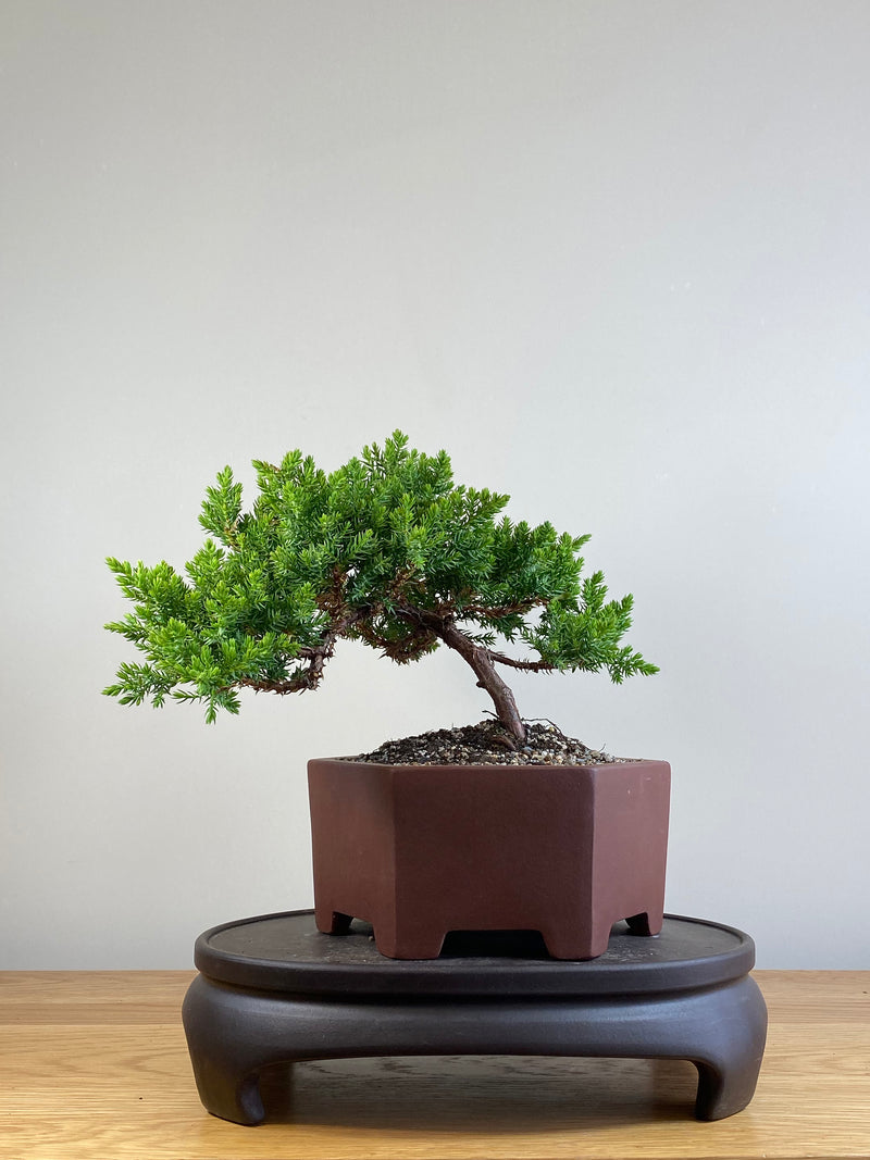 JAPANESE JUNIPER (JJ2101040)