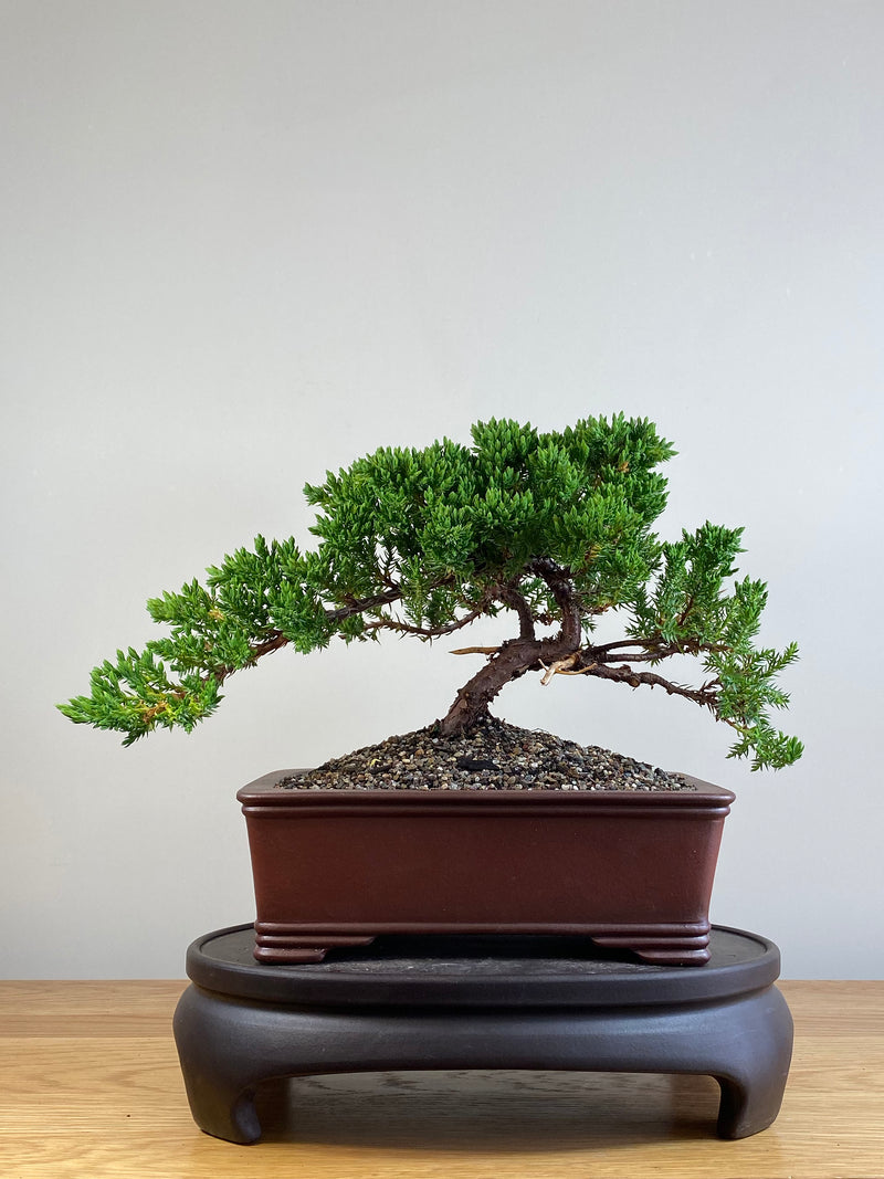 JAPANESE JUNIPER (JJ2101041)