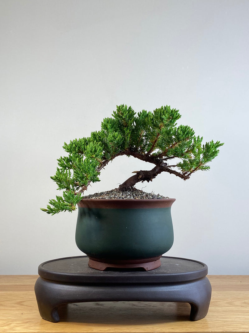 JAPANESE JUNIPER (JJ2101042)