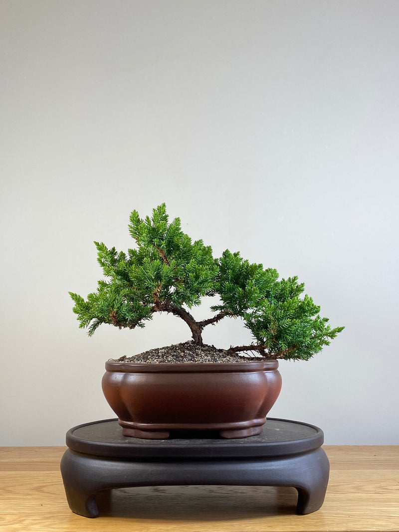 JAPANESE JUNIPER (JJ2101043)